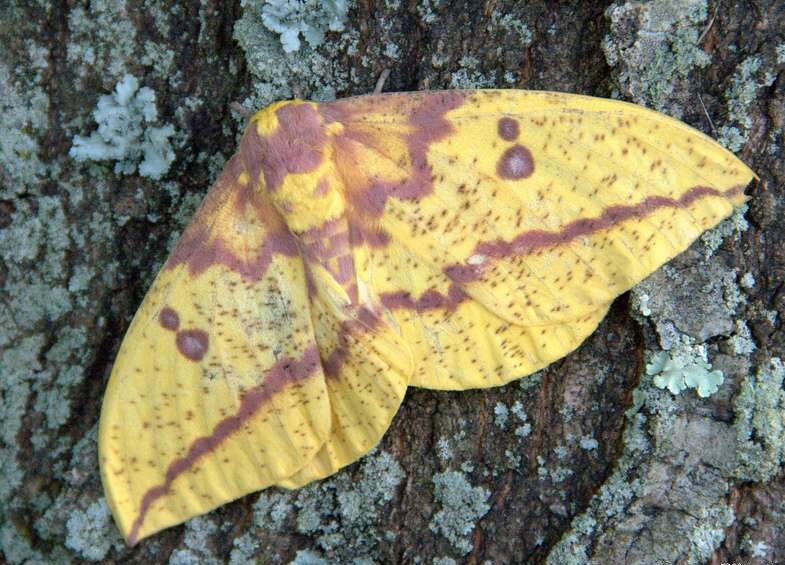 Imperial Moth