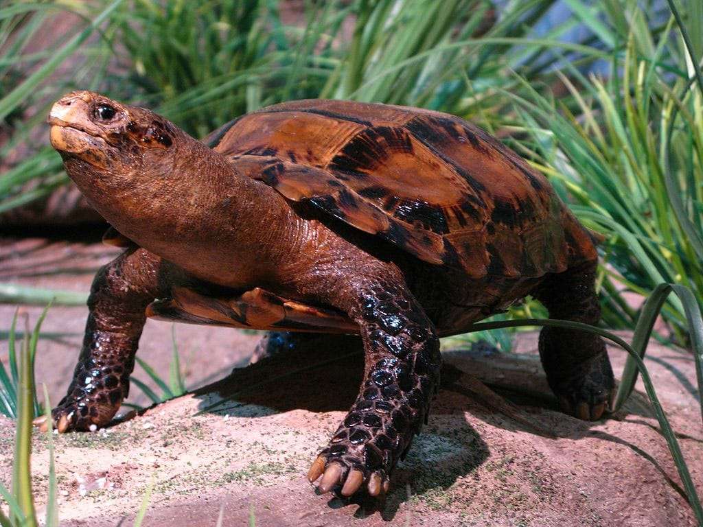 Impressed Tortoise