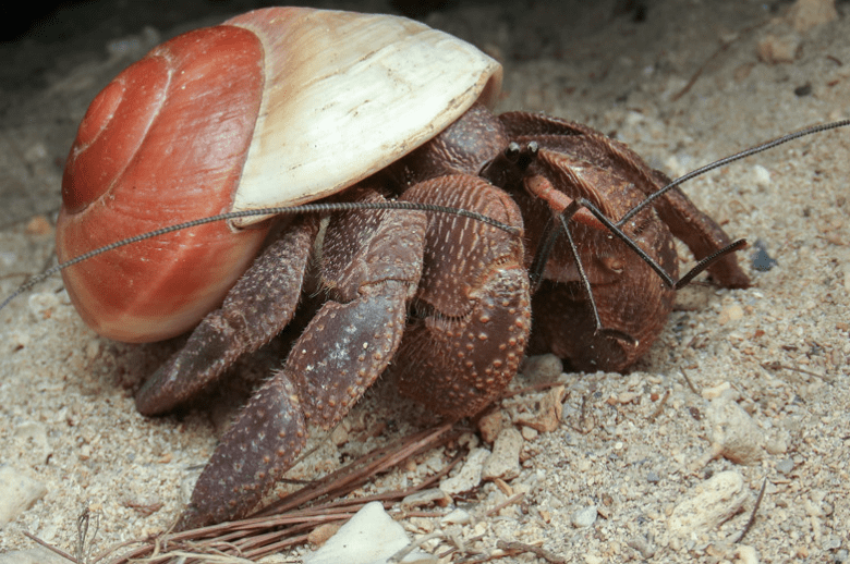 Indonesian Hermit Crab
