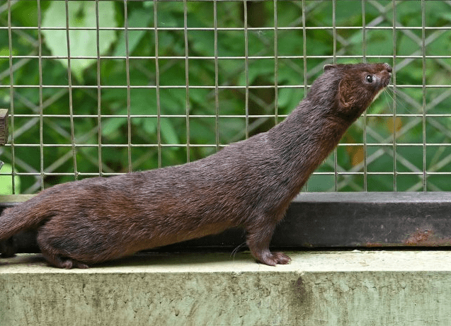 Indonesian Mountain Weasel