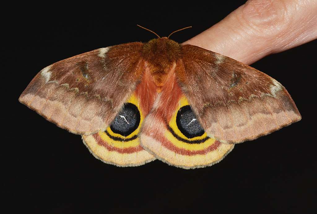 Moths