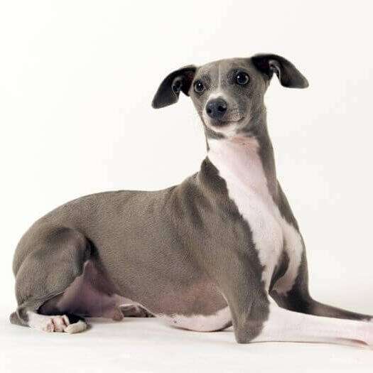 Italian Greyhound