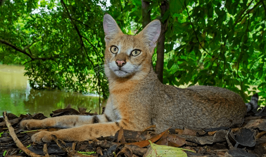Jungle Cat