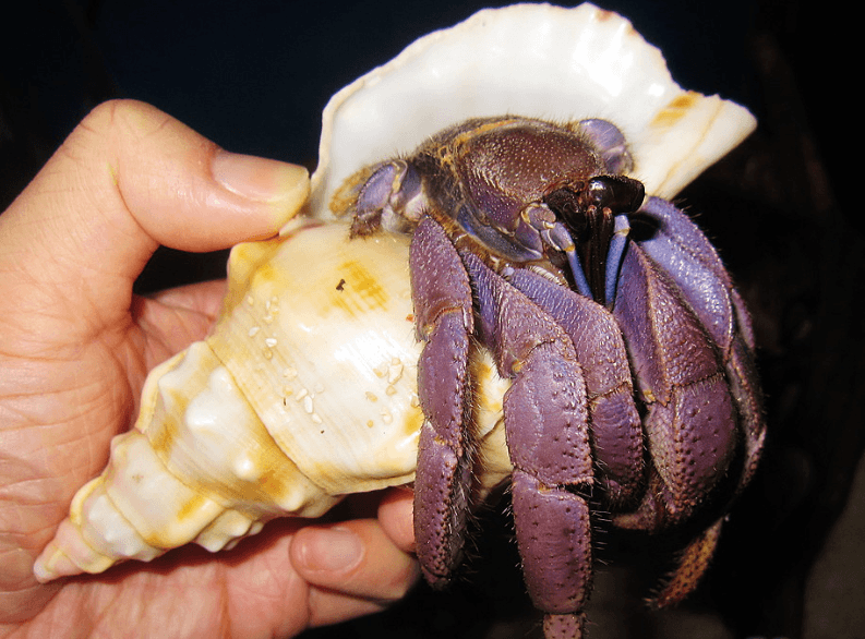 Hermit Crabs