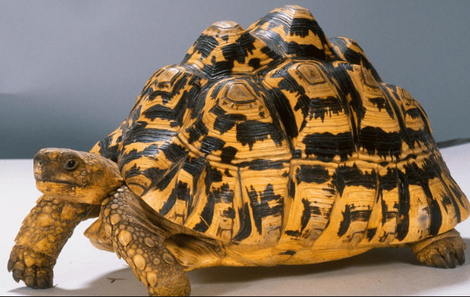 Leopard Tortoise