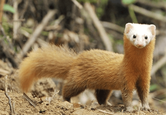 Malayan Weasel