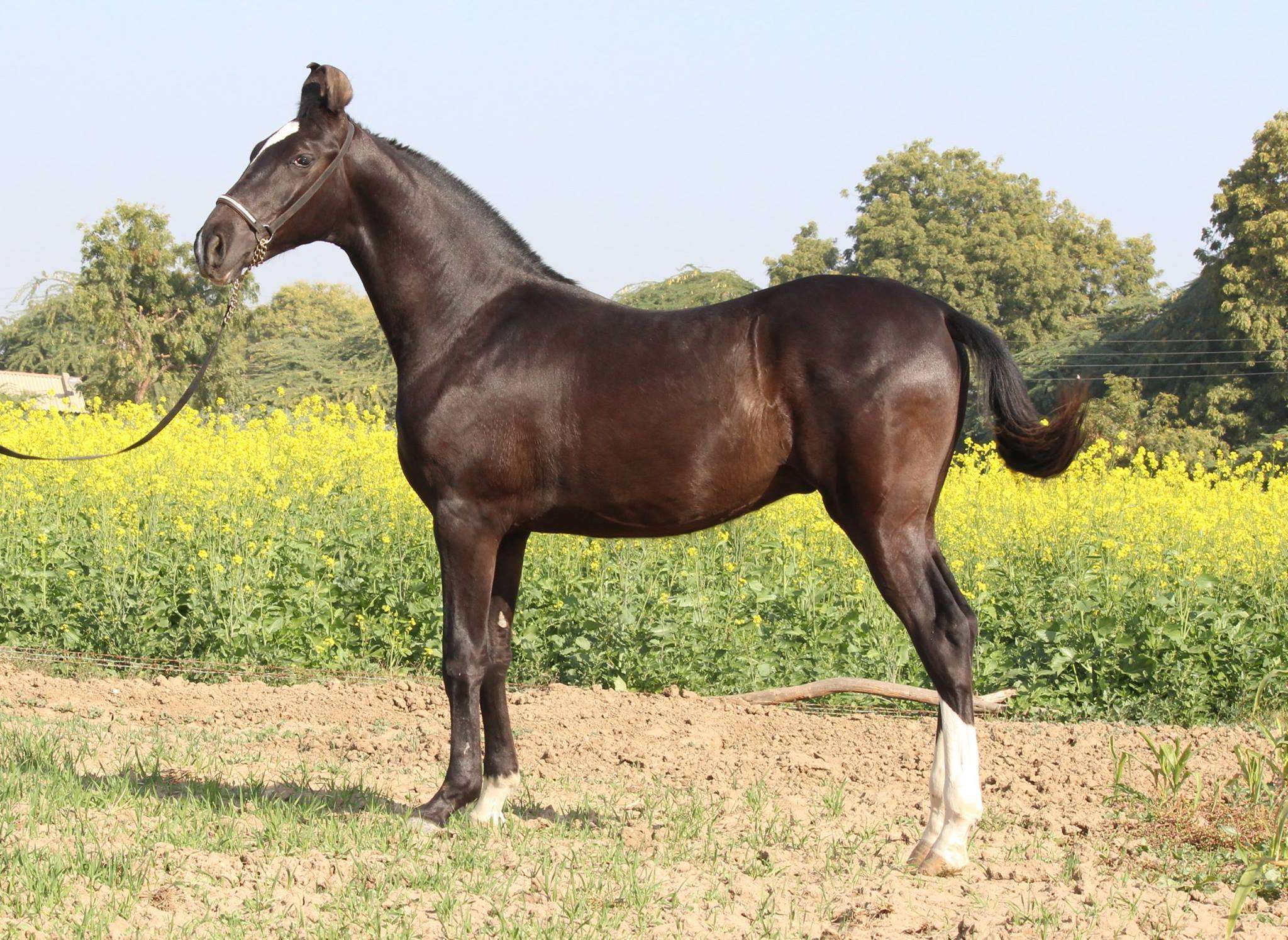 Marwari Horse