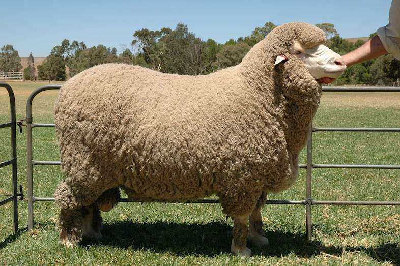 Merino