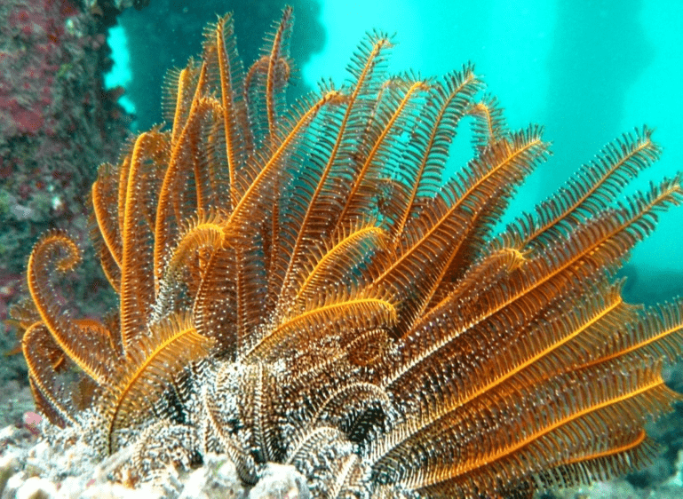 Crinoids