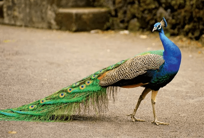Peacock