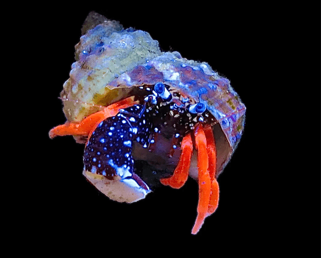 Polkadotted Hermit Crab