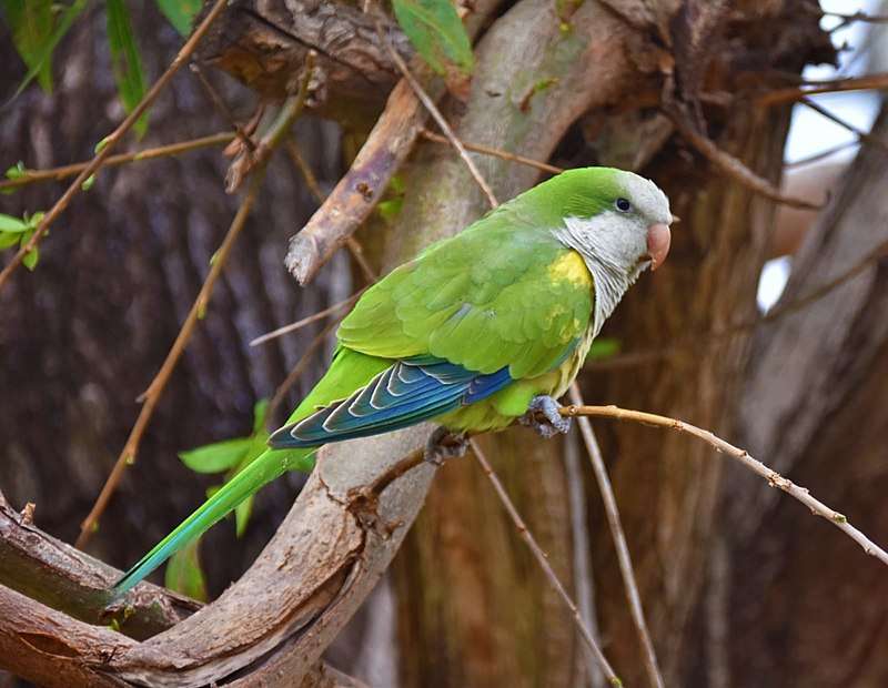 Quaker Parakeet