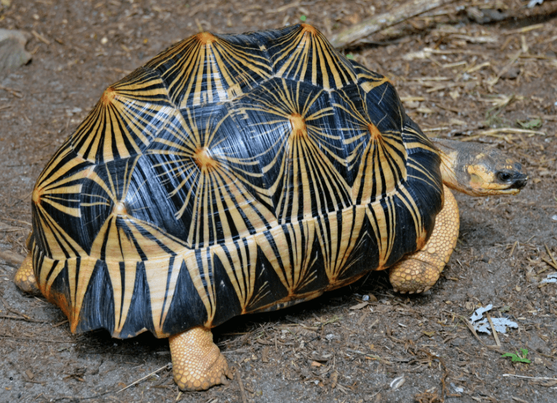 Radiated Tortoise
