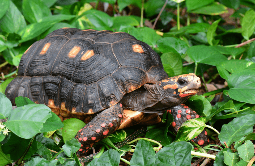 Red Footed Tortoise