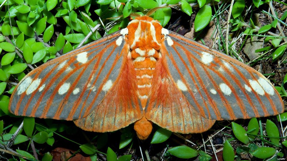 Regal Moth