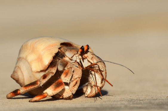 Ruggie Hermit Crab