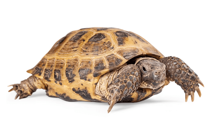 Russian Tortoise