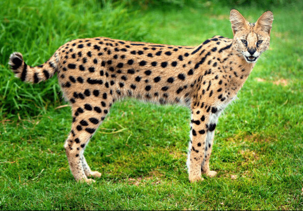 Exotic Cats