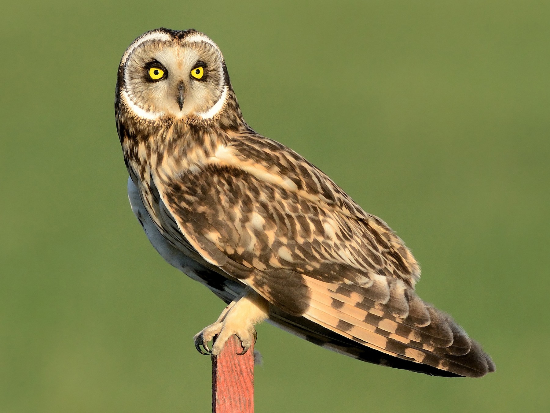 Short-Eared Owl