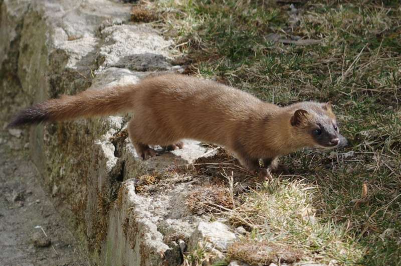 Siberian Weasel