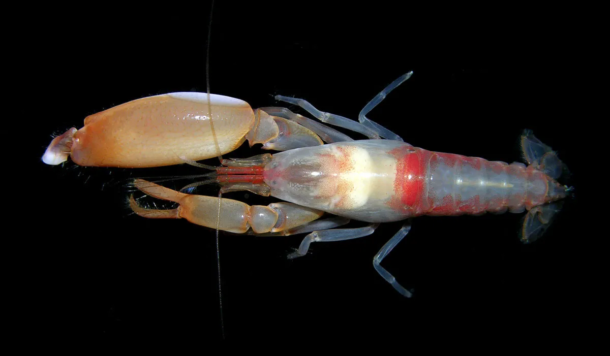 Snapping Shrimp