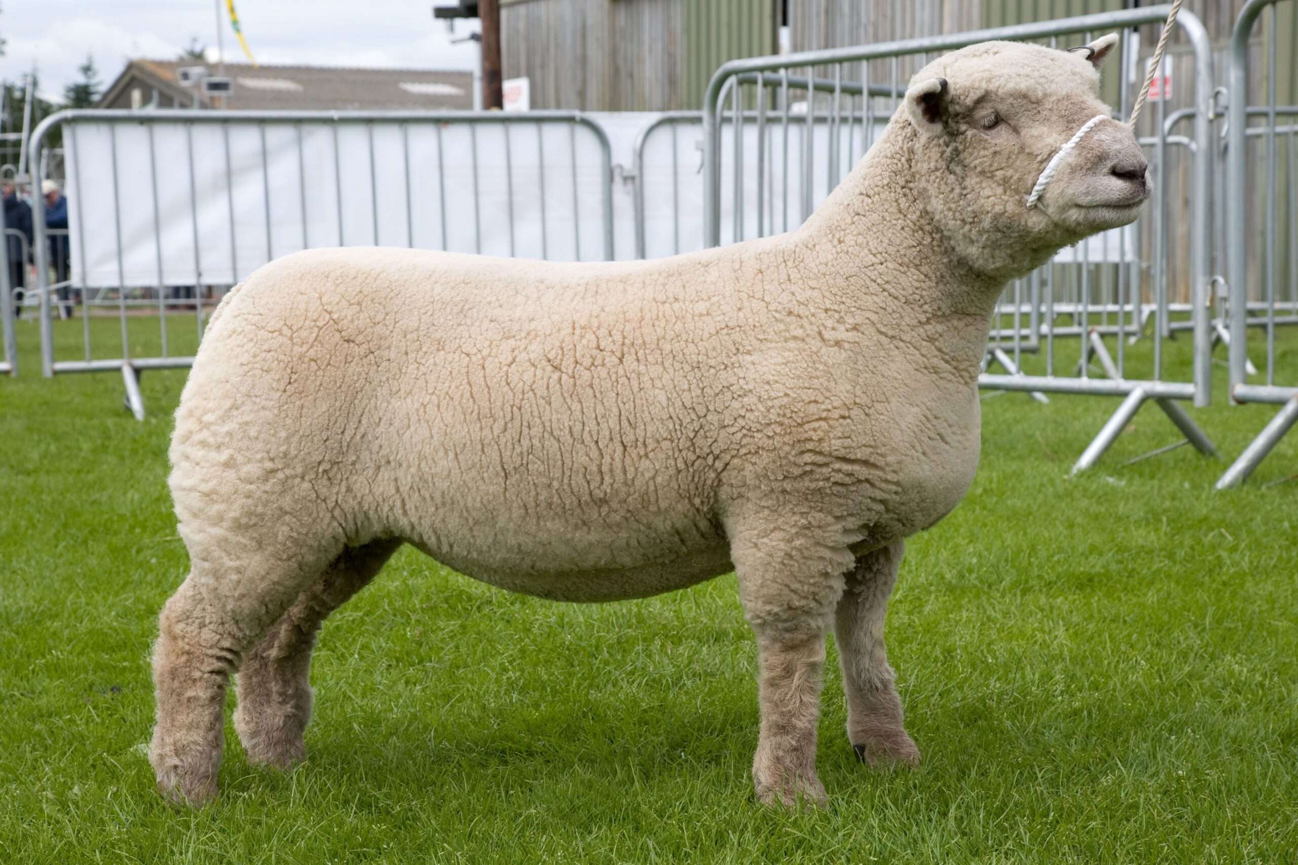 Southdown Sheep