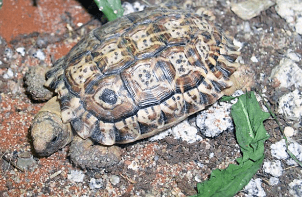 Speckled Tortoise