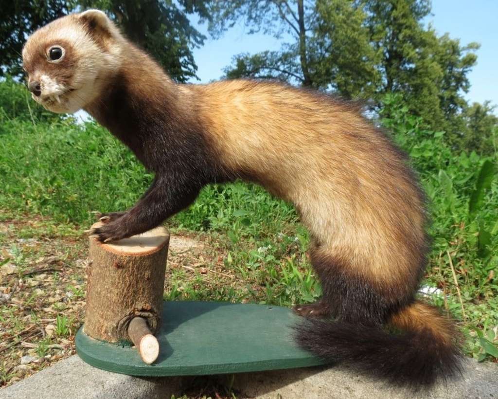 Steppe Polecat