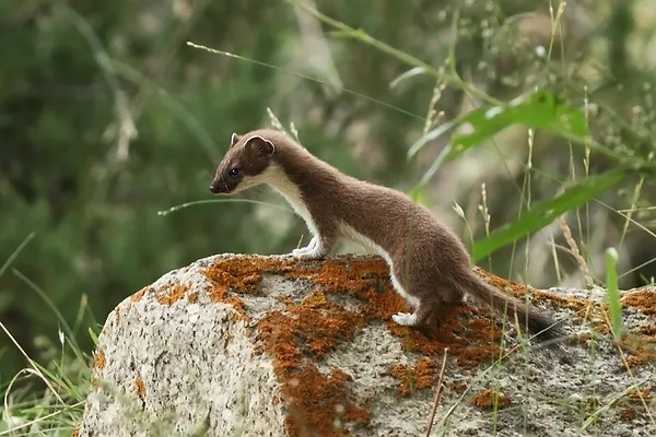 Stoat