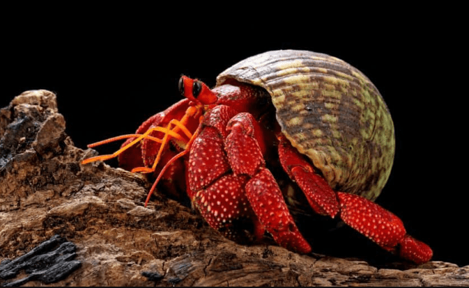 Strawberry Hermit Crab