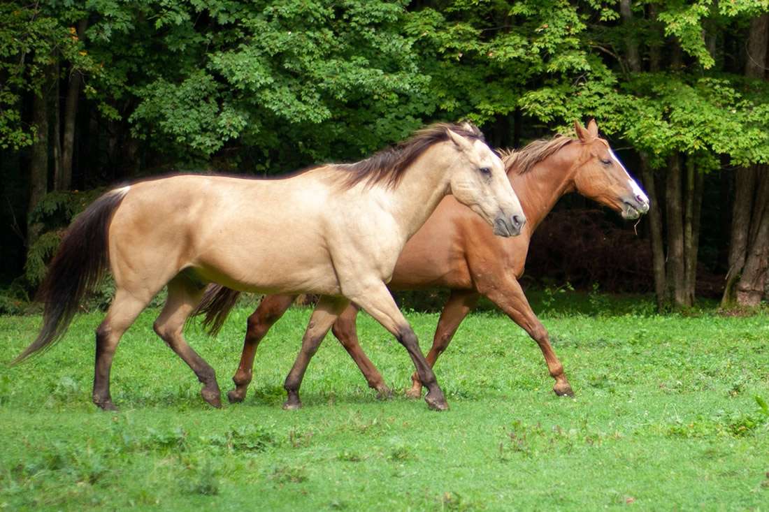 Horses