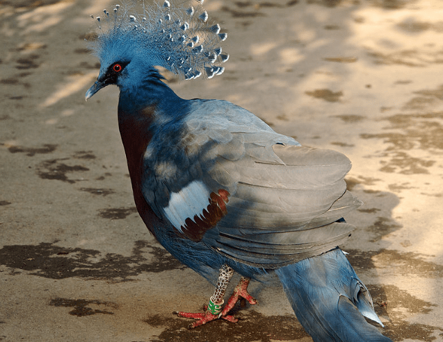 Victoria Crowned Pigeon