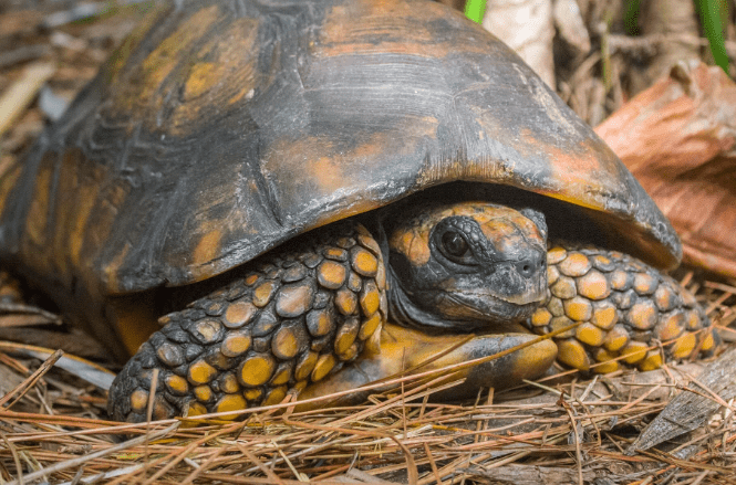 Yellow Foot Tortoise