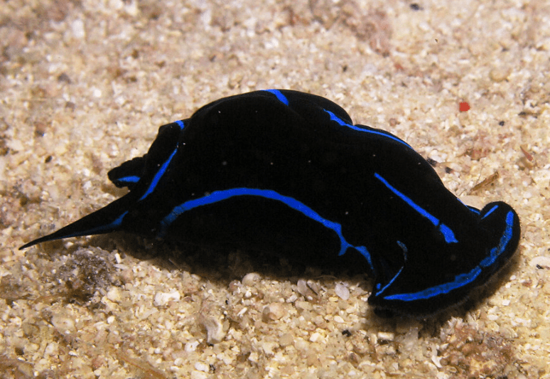 Blue Velvet Headshield Slug