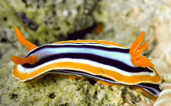Chromodoris quadricolor