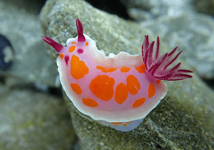 Clown Nudibranch