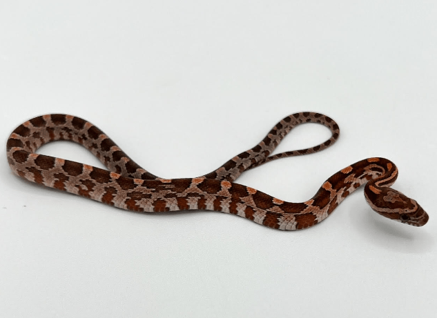 Corn Snake
