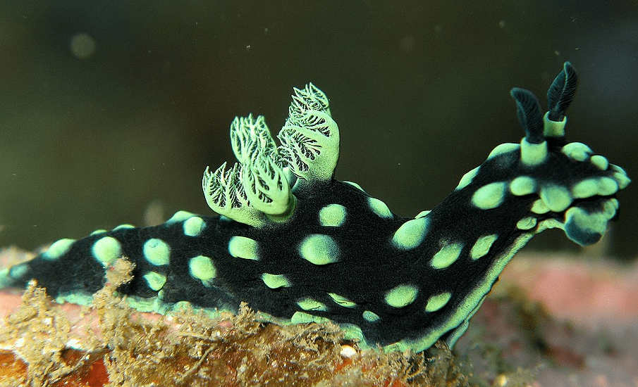 Cristate Neon Slug
