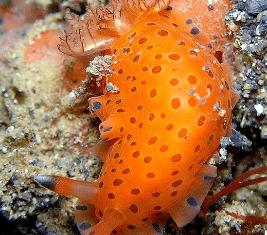 Dendrodoris guttata