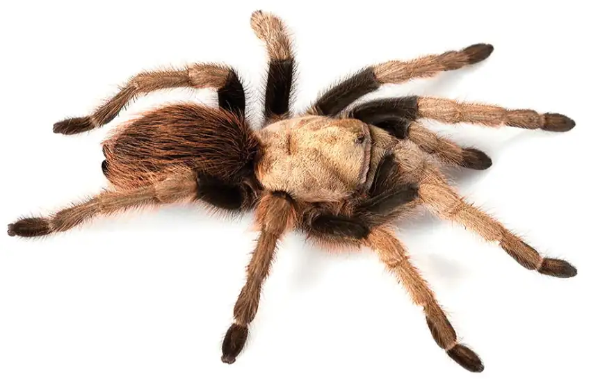 Tarantula