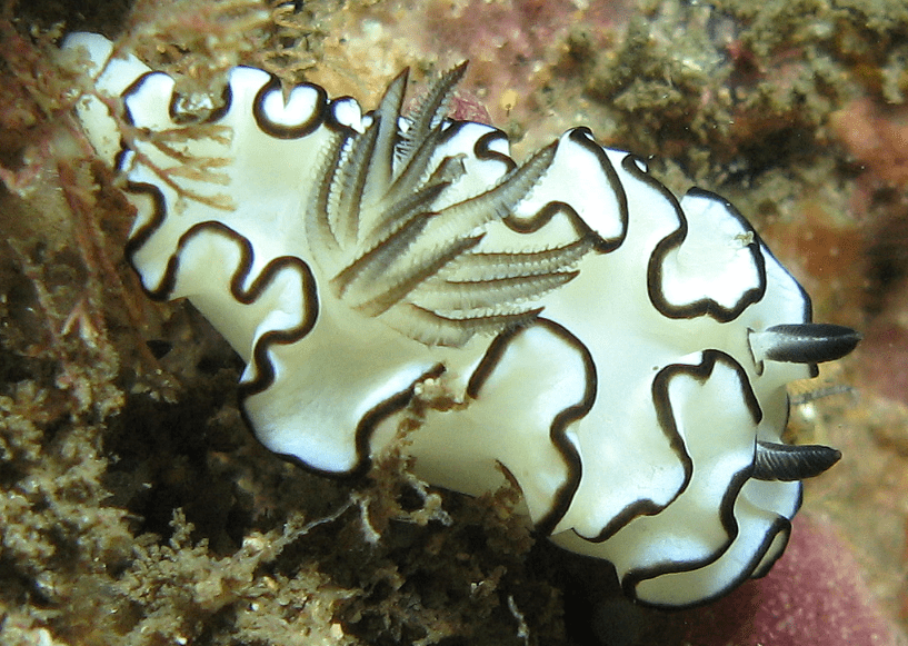 Doriprismatica atromarginata