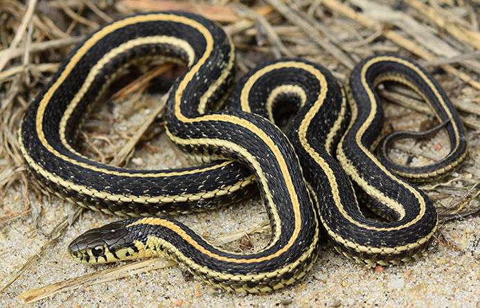 Garter Snake