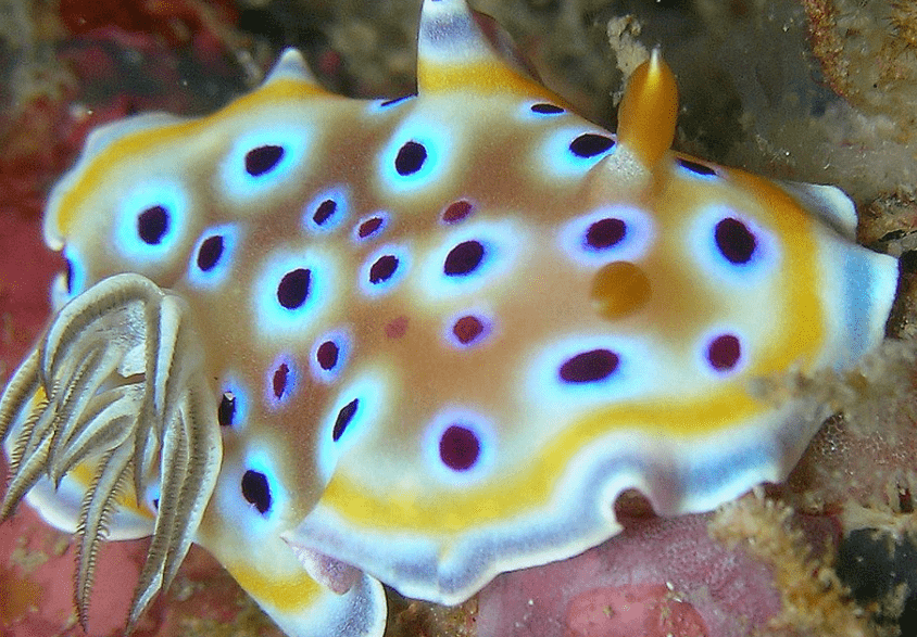 Gem Sea Slug