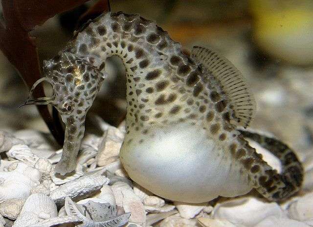 Seahorses