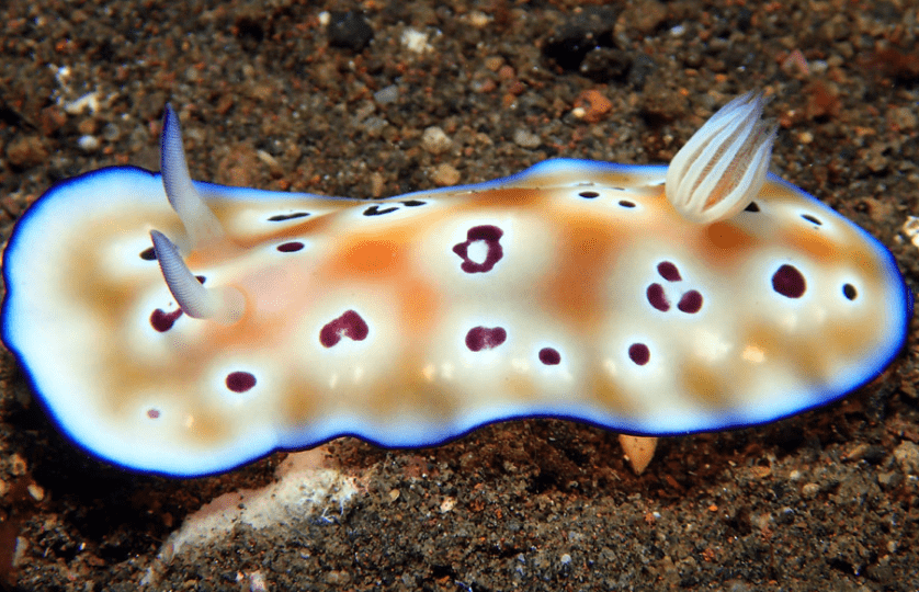 Goniobranchus leopardus