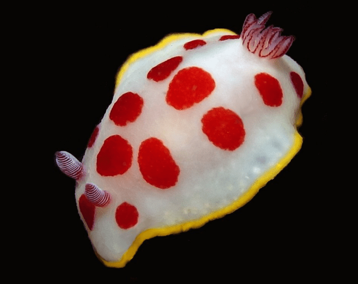 Goniobranchus splendidus