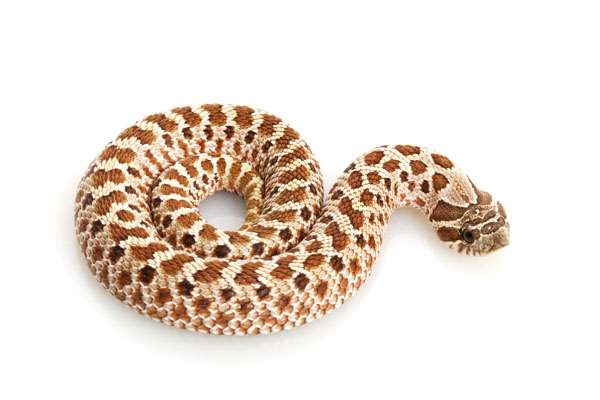 Hognose Snake
