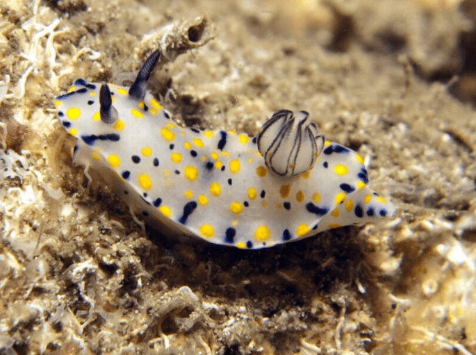 Hypselodoris kanga
