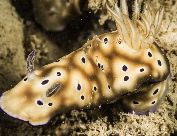 Hypselodoris tryoni