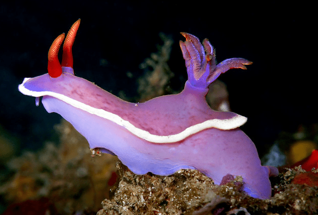 Hypselodoris variobranchia